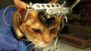 Animal Testing: Animals Used in Experiments | PETA Animal Testing: Animals Used in Experiments | PETA