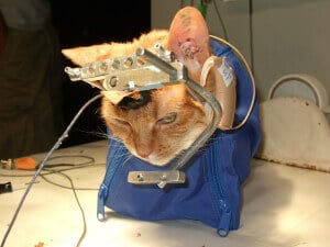 orange cat with a large metal device affixed to their head