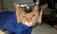 Double Trouble, Vivisection, Cat, Experiment, World Week for Animals in Labs