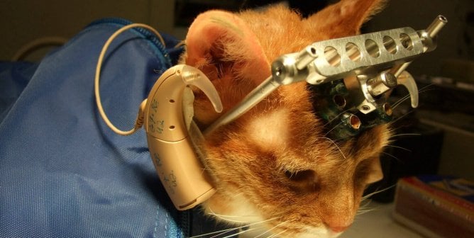 A cat named Double Trouble with devices implanted in her head