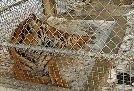 Where do zoos get their animals? | PETA