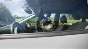 Elisabetta Canalis: Keep Dogs Safe in Summer Heat
