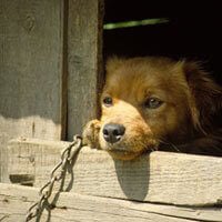 What to Do if You Spot Cruelty | PETA