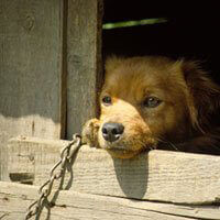 What to Do if You Spot Cruelty | PETA What to Do if You Spot Cruelty | PETA