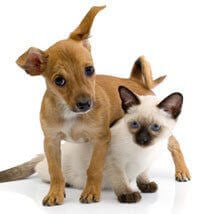 Breeders | PETA Breeders | PETA