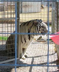 Roadside Zoos and Other Captive-Animal Displays | PETA