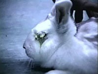 Rabbits in Laboratories | PETA