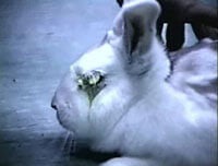 animal experimentation rabbits