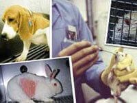 International Animal Testing Programs | PETA