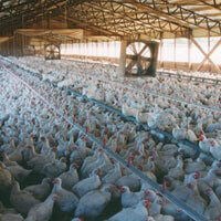 big chicken farm broiler chickens