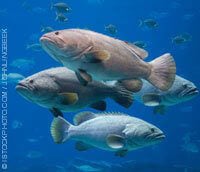 Fish and Other Sea Animals Used for Food | PETA