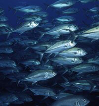 Mercury in Fish