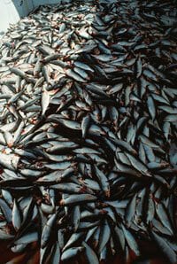 Commercial Fishing: How Fish Get From the High Seas to Your Supermarket