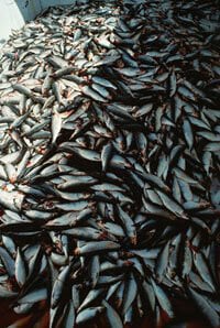 Commercial Fishing: How Fish Get From the High Seas to Your