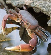 Lobsters and Crabs Used for Food - PETA