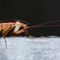 are roach traps bad for dogs