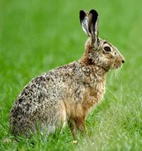 Living in Harmony With Wild Rabbits | PETA