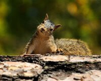 Living in Harmony With Squirrels | PETA
