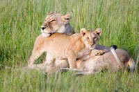 Live-Animal Mascots Score an 'F' | PETA Live-Animal Mascots Score an 'F' | PETA