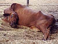 Mad Cow Disease | PETA