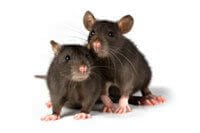 Two Black Mice