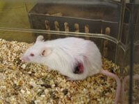 animal testing on rats and mice
