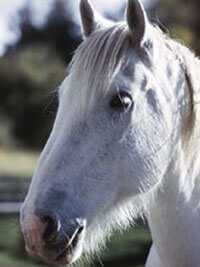 Caring For Horses