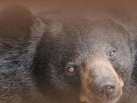 Cherokee Bear at a zoo