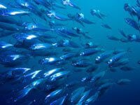 Move Aside Mercury, PCBs Are the Real Toxins in Fish