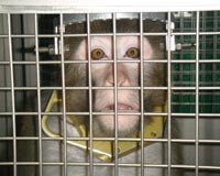 Utah Labs Monkey