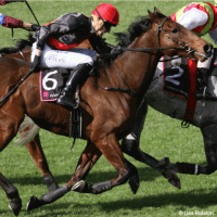 Horses: Racing for Their Lives