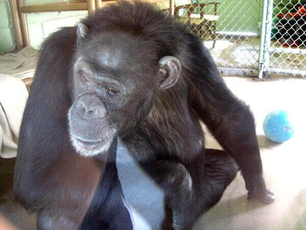 Terry Chimpanzee Las Vegas Zoo