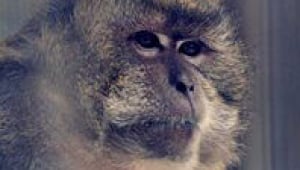 The Augustus Club: PETA’s Legacy Society