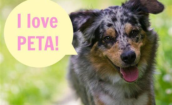 Thanks for Naming PETA the No. 1 Nonprofit