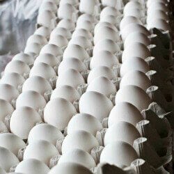 Eggs-tracting Cruelty From Your Diet: Here’s How