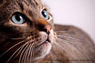 Animal Rights Uncompromised: ‘Pets’