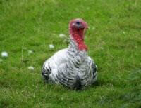 The Turkey Dilemma