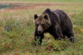 Animal Rights Uncompromised: Predator-Reintroduction Programs