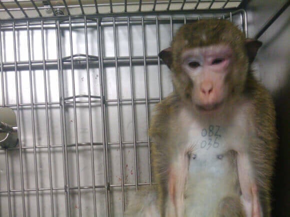 animal testing on monkeys