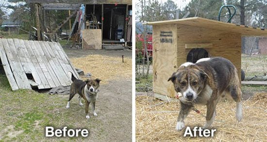 Peta animal best sale shelter
