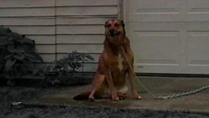 Michael Strahan: Cold Dog