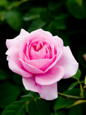 DIY Rose Water Toner