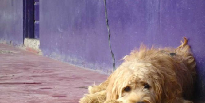 Goodbye, Blue: A Family’s Loss of a Beloved Animal Companion
