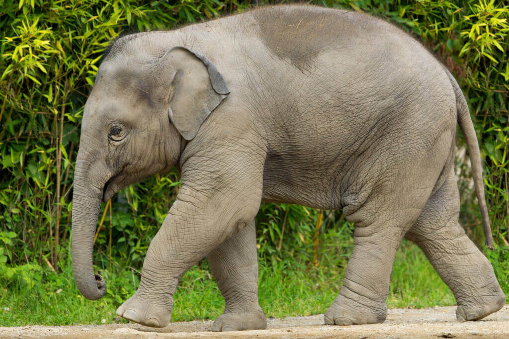 Asian Baby Elephant
