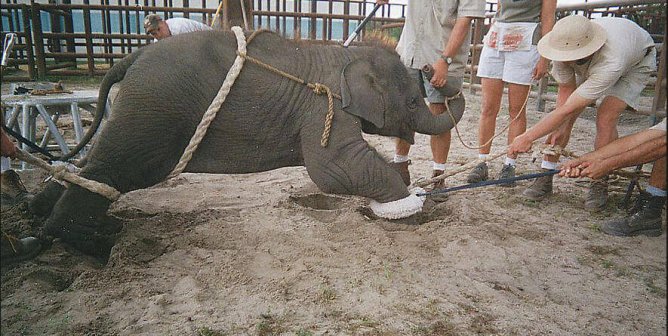 Baby Elephant Being Trained for the Circus by Ringling Brothers