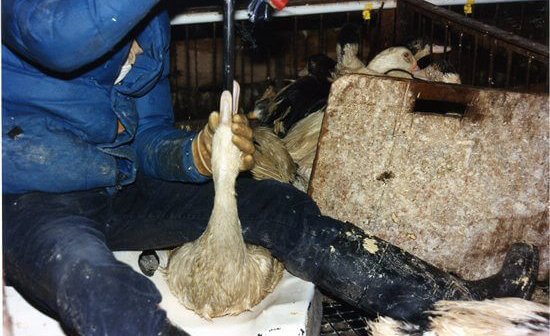 PETA Files Suit Against Sneaky Foie Gras Sale