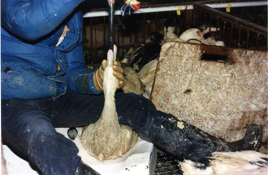 3125.foie_5F00_gras_5F00_forcefeeding005.jpg