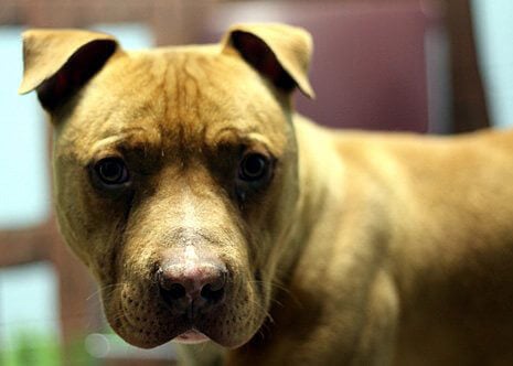 Animal Rights Uncompromised: Bans on Breeding Pit Bulls