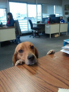 Beagle Looking Over Desk