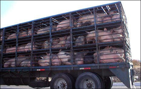 3666.Pig_5F00_Transport_5F00_465.jpg